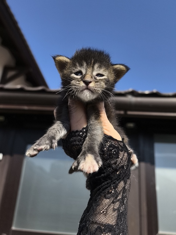 Katarisha Akbars  (polydactyl) - Kitten maine-coon 1.5 week