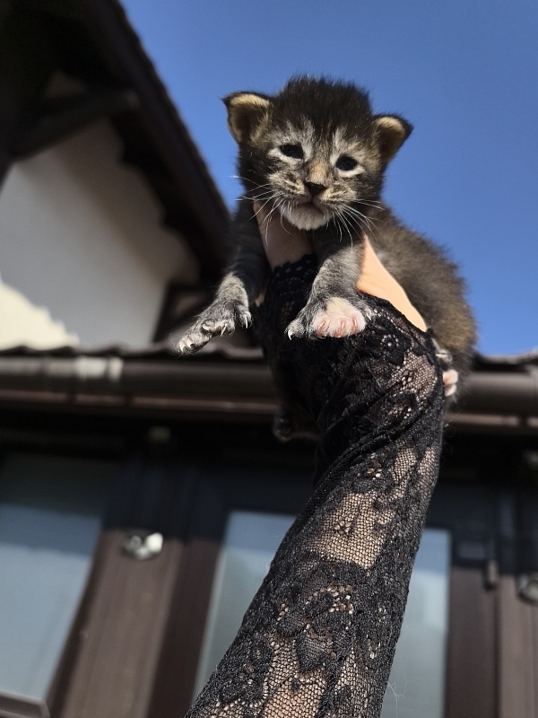 Katarisha Akbars  (polydactyl) - Kitten maine-coon 1.5 week