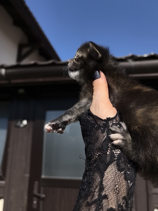 Katarisha Akbars  (polydactyl) - Kitten maine-coon 1.5 week