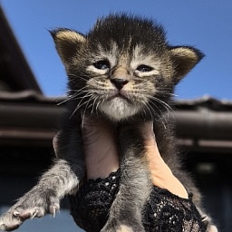 Katarisha Akbars  (polydactyl)