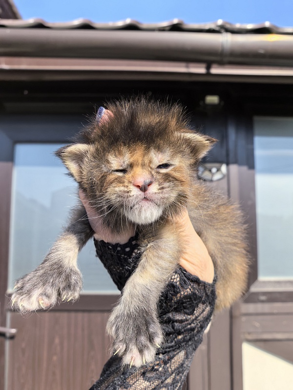 Ko-Ko Miya Akbars  (polydactyl) - Kitten maine-coon 1.5 week