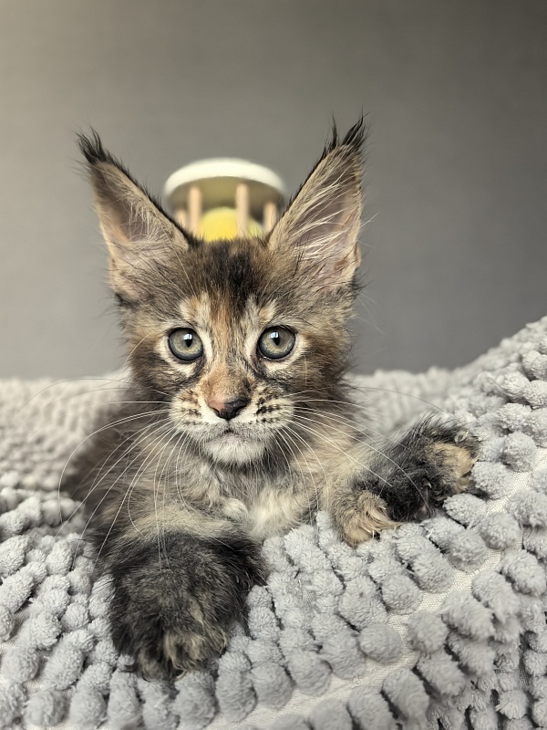 Ko-Ko Miya Akbars  (polydactyl) - Kitten maine-coon 1 month 4 weeks