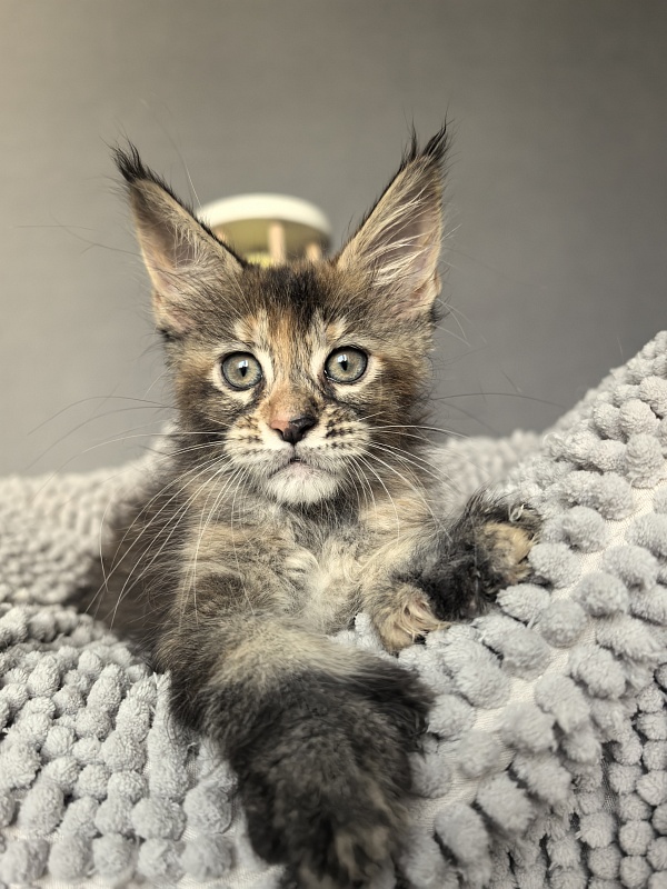 Ko-Ko Miya Akbars  (polydactyl) - Kitten maine-coon 1 month 4 weeks