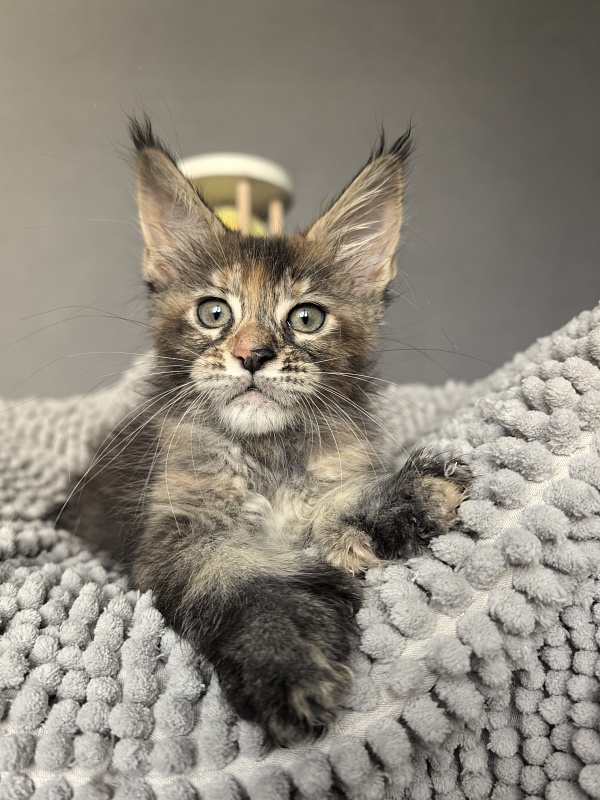Ko-Ko Miya Akbars  (polydactyl) - Kitten maine-coon 1 month 4 weeks