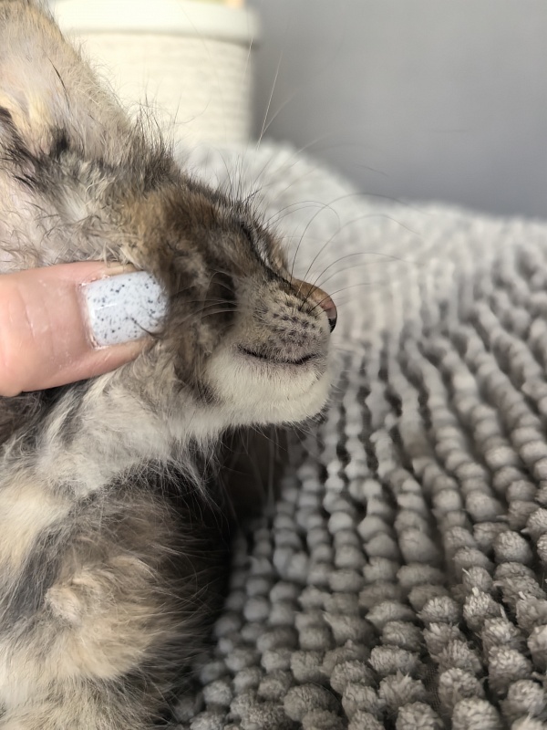 Ko-Ko Miya Akbars  (polydactyl) - Kitten maine-coon 1 month 4 weeks
