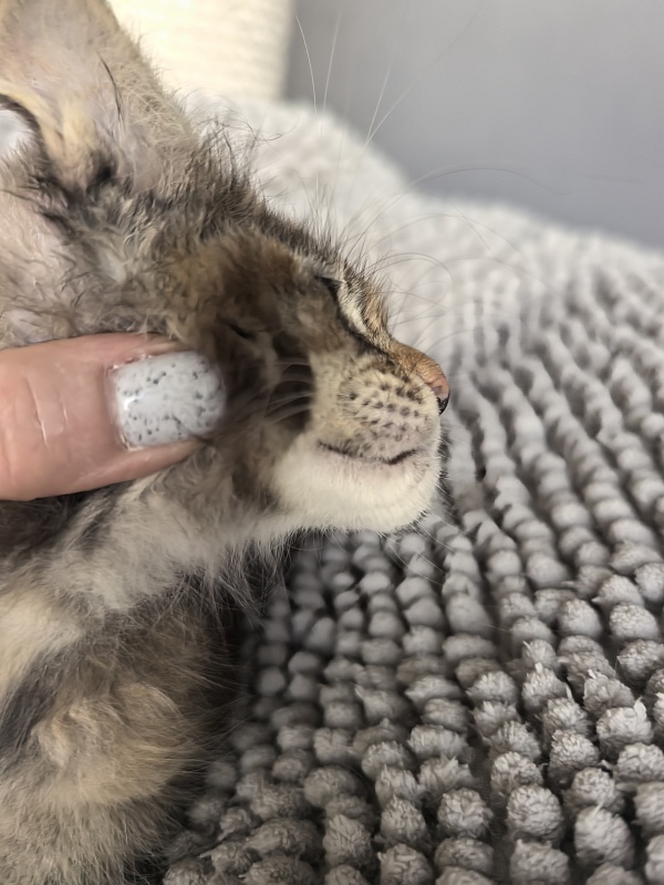 Ko-Ko Miya Akbars  (polydactyl) - Kitten maine-coon 1 month 4 weeks