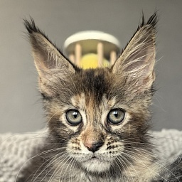 Ko-Ko Miya Akbars (polydactyl)