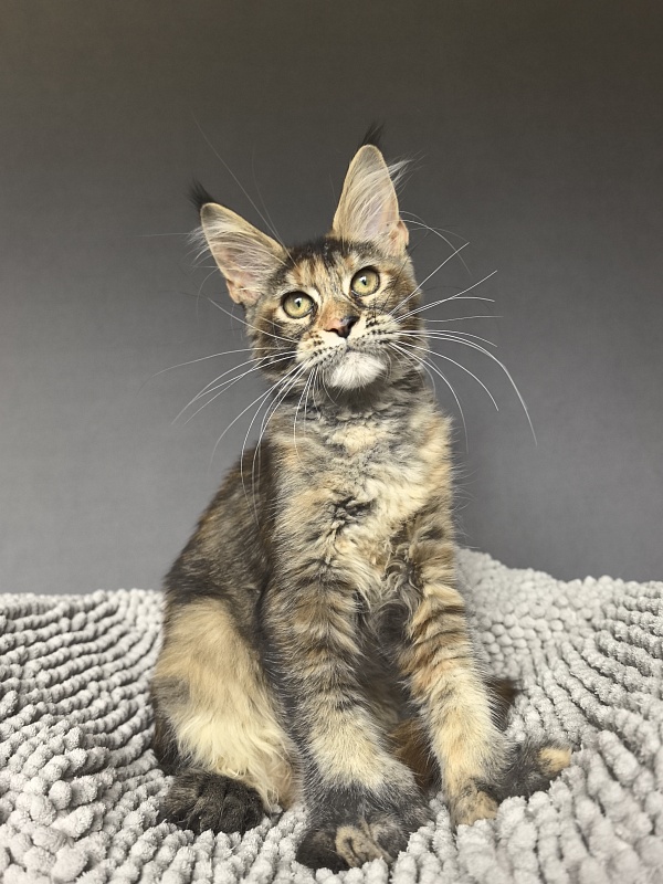 Ko-Ko Miya Akbars  (polydactyl) - Kitten maine-coon 3 months 3.5 weeks