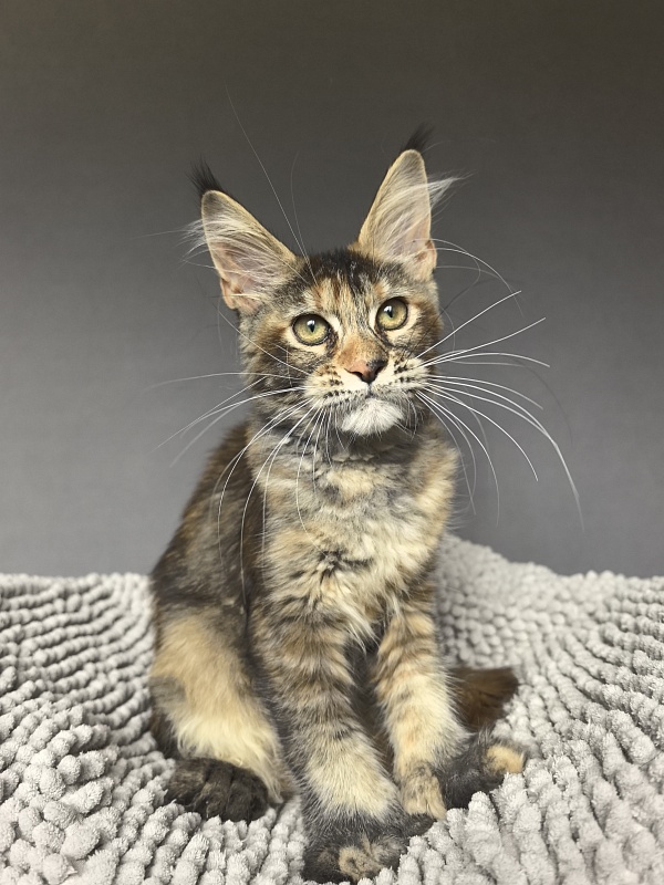 Ko-Ko Miya Akbars  (polydactyl) - Kitten maine-coon 3 months 3.5 weeks