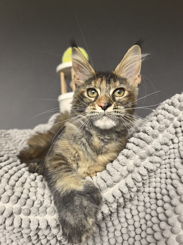 Ko-Ko Miya Akbars  (polydactyl) - Kitten maine-coon 3 months 3.5 weeks