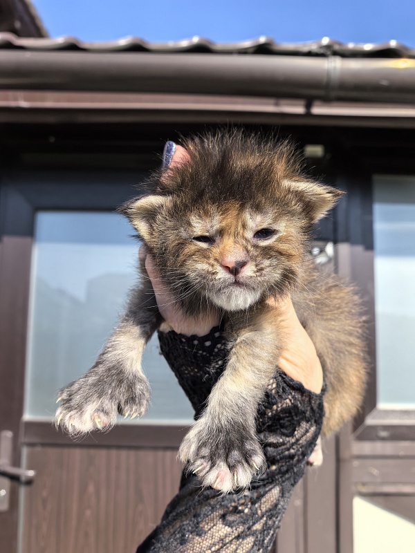 Ko-Ko Miya Akbars  (polydactyl) - Kitten maine-coon 1.5 week