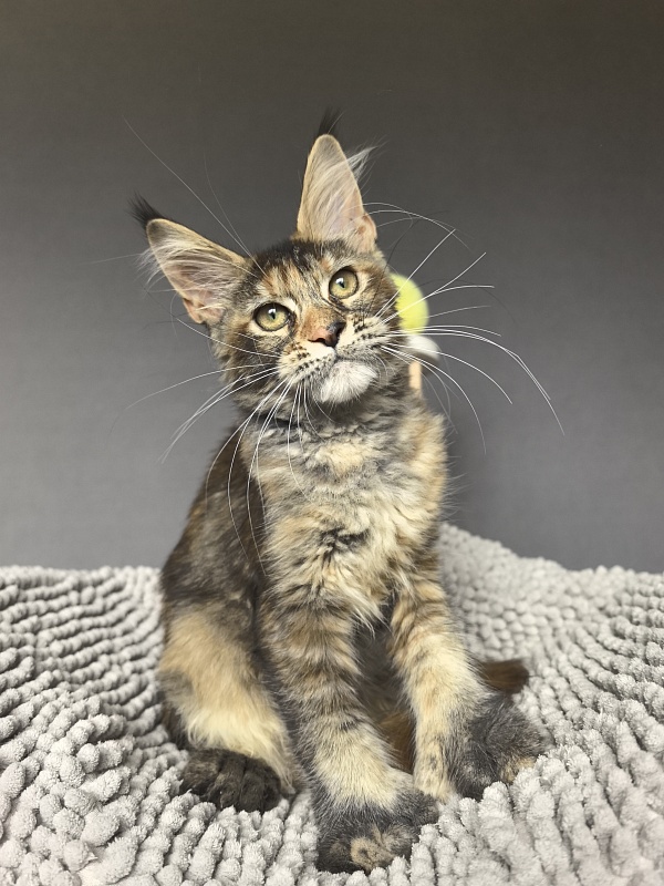Ko-Ko Miya Akbars  (polydactyl) - Kitten maine-coon 3 months 3.5 weeks