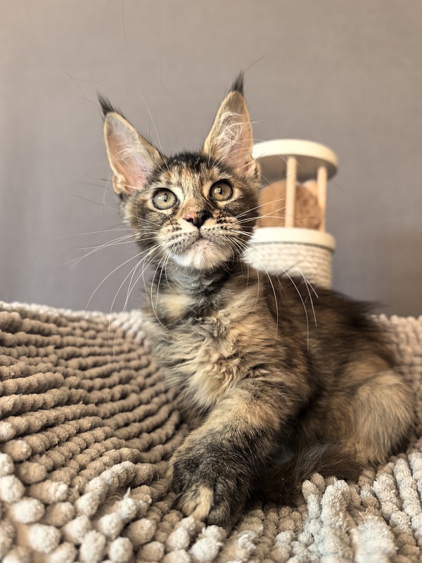 Ko-Ko Miya Akbars  (polydactyl) - Kitten maine-coon 2 months 3.5 weeks
