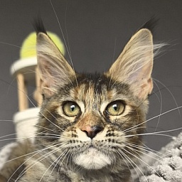Ko-Ko Miya Akbars  (polydactyl)