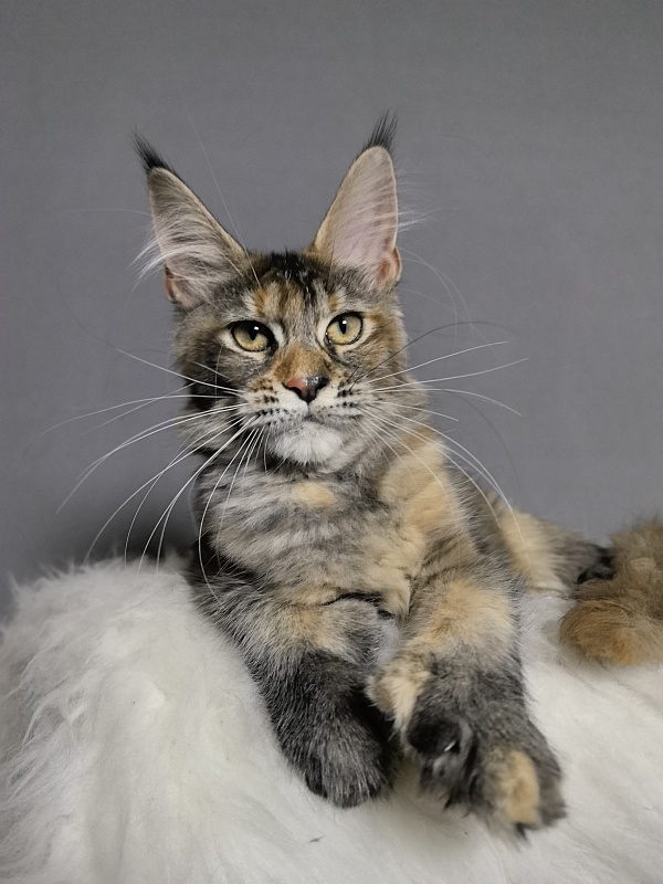 Ko-Ko Miya Akbars  (polydactyl) - Kitten maine-coon 4 months 0.5 weeks