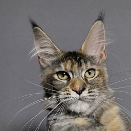 Ko-Ko Miya Akbars (polydactyl)