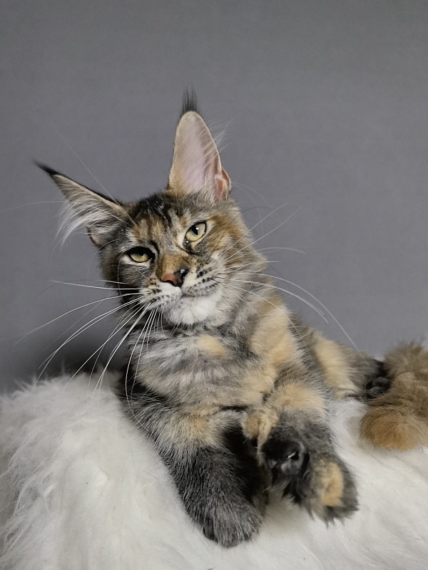 Ko-Ko Miya Akbars  (polydactyl) - Kitten maine-coon 4 months 0.5 weeks