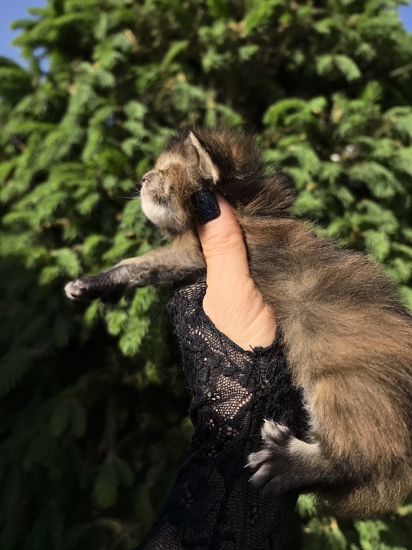 Ko-Ko Miya Akbars  (polydactyl) - Kitten maine-coon 1.5 week