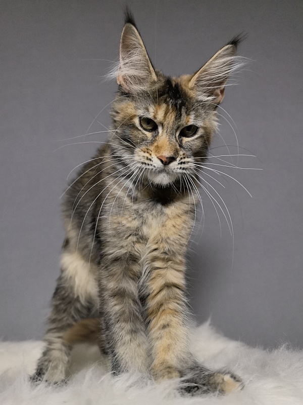 Ko-Ko Miya Akbars  (polydactyl) - Kitten maine-coon 4 months 0.5 weeks