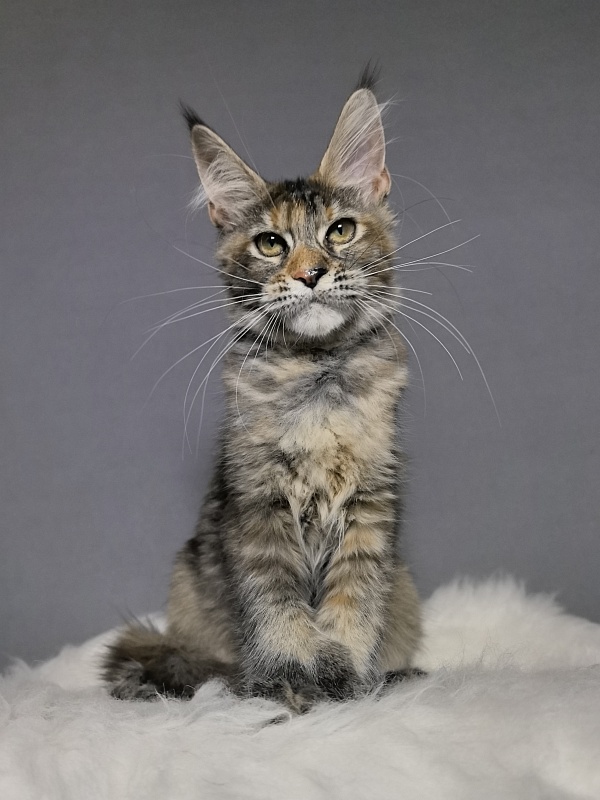 Ko-Ko Miya Akbars  (polydactyl) - Kitten maine-coon 4 months 0.5 weeks