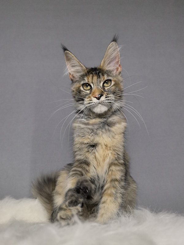 Ko-Ko Miya Akbars  (polydactyl) - Kitten maine-coon 4 months 0.5 weeks
