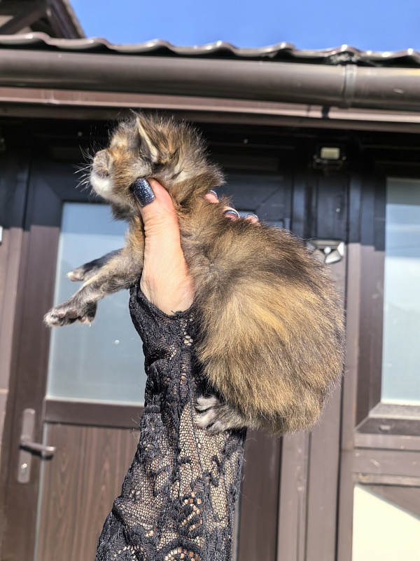 Ko-Ko Miya Akbars  (polydactyl) - Kitten maine-coon 1.5 week