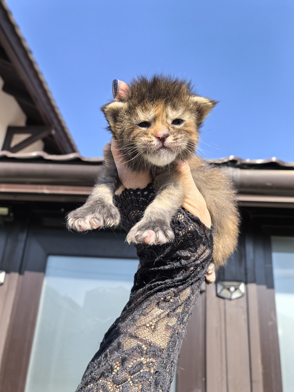 Ko-Ko Miya Akbars  (polydactyl) - Kitten maine-coon 1.5 week