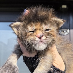 Ko-Ko Miya Akbars  (polydactyl)