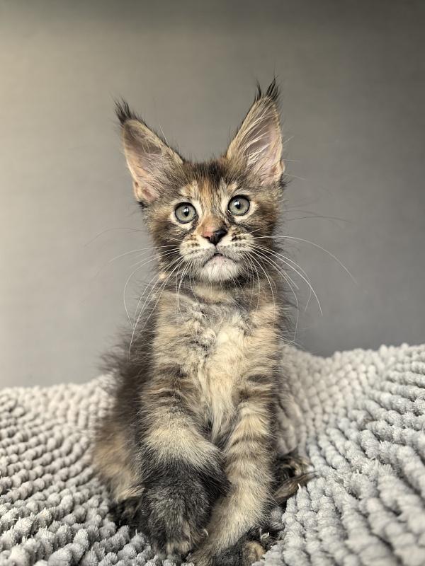 Ko-Ko Miya Akbars  (polydactyl) - Kitten maine-coon 1 month 4 weeks