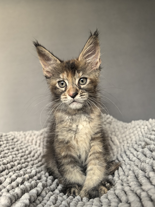 Ko-Ko Miya Akbars  (polydactyl) - Kitten maine-coon 1 month 4 weeks