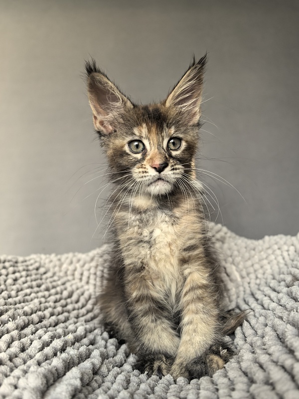 Ko-Ko Miya Akbars  (polydactyl) - Kitten maine-coon 1 month 4 weeks