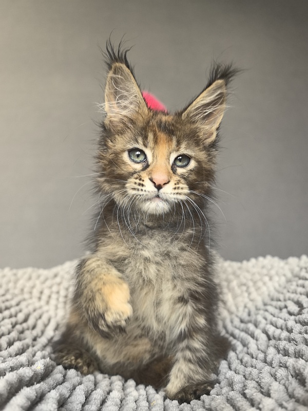 Kukla Julie Akbars - Kitten maine-coon 1 month 4 weeks