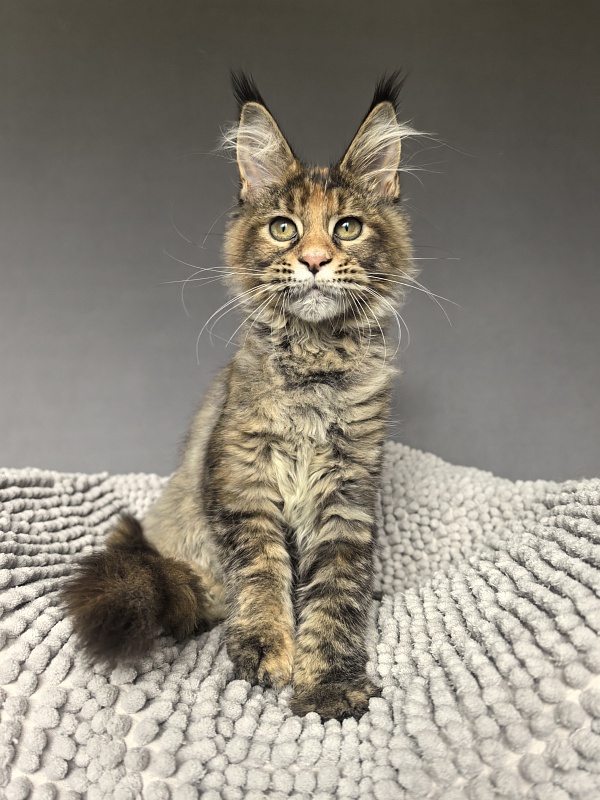 Kukla Julie Akbars - Kitten maine-coon 3 months 3.5 weeks