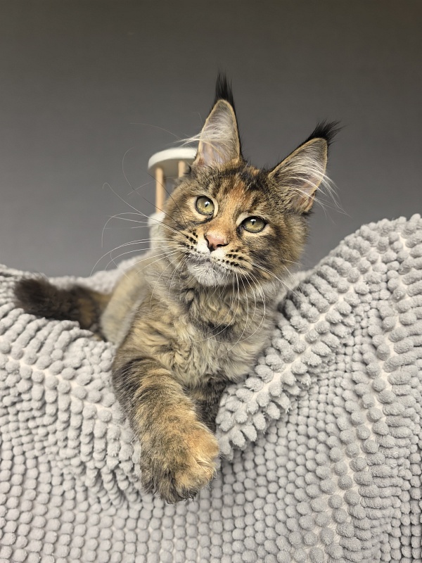 Kukla Julie Akbars - Kitten maine-coon 3 months 3.5 weeks