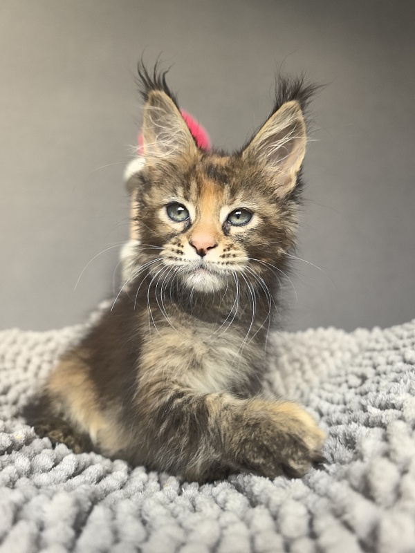 Kukla Julie Akbars - Kitten maine-coon 1 month 4 weeks