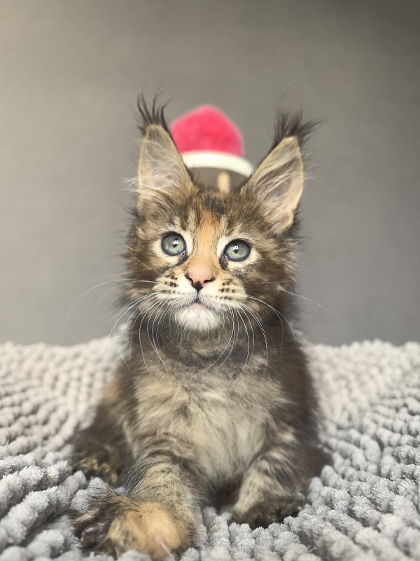 Kukla Julie Akbars - Kitten maine-coon 1 month 4 weeks