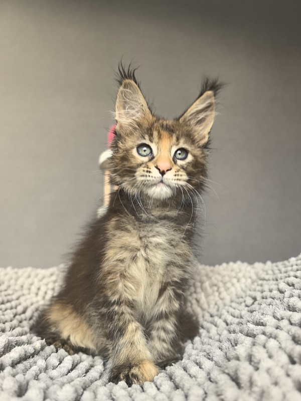 Kukla Julie Akbars - Kitten maine-coon 1 month 4 weeks