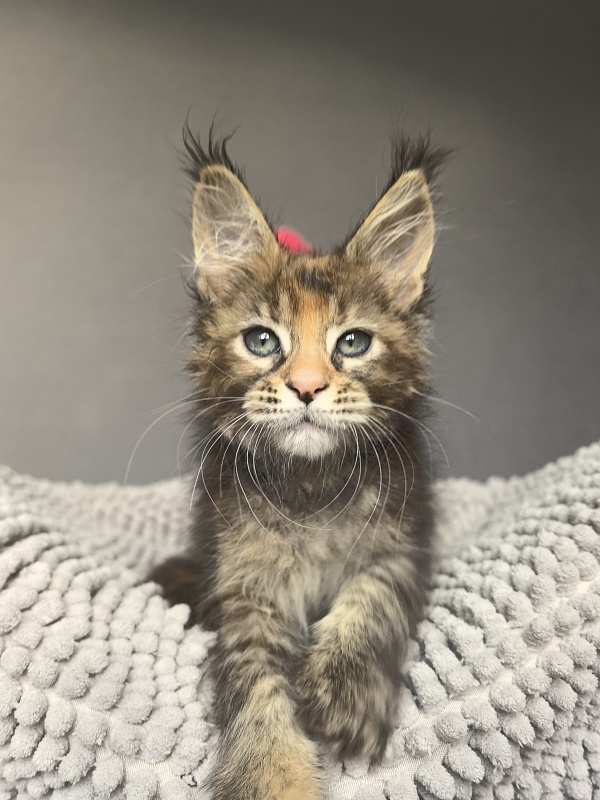 Kukla Julie Akbars - Kitten maine-coon 1 month 4 weeks