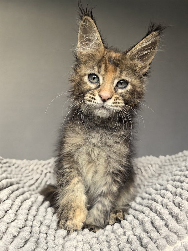 Kukla Julie Akbars - Kitten maine-coon 1 month 4 weeks