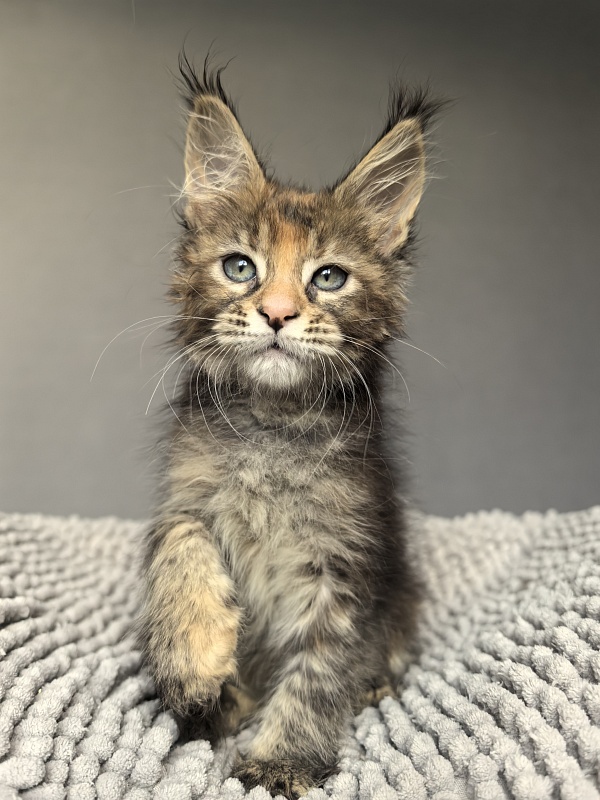 Kukla Julie Akbars - Kitten maine-coon 1 month 4 weeks