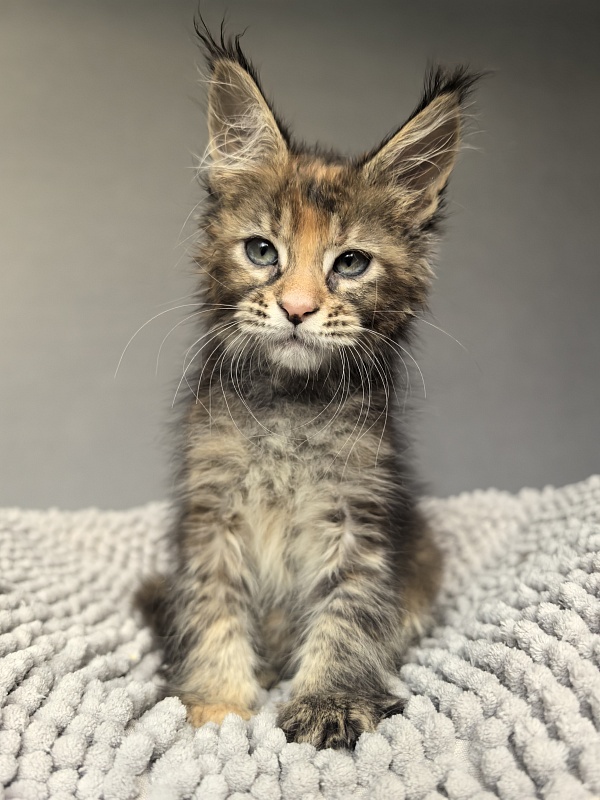 Kukla Julie Akbars - Kitten maine-coon 1 month 4 weeks