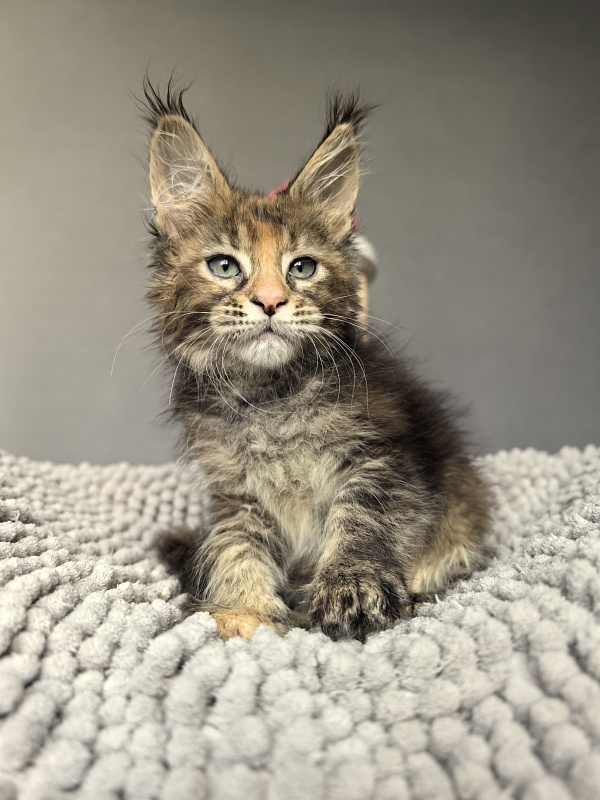 Kukla Julie Akbars - Kitten maine-coon 1 month 4 weeks