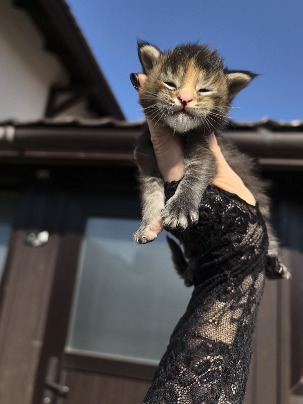 Kukla Julie Akbars - Kitten maine-coon 1.5 week
