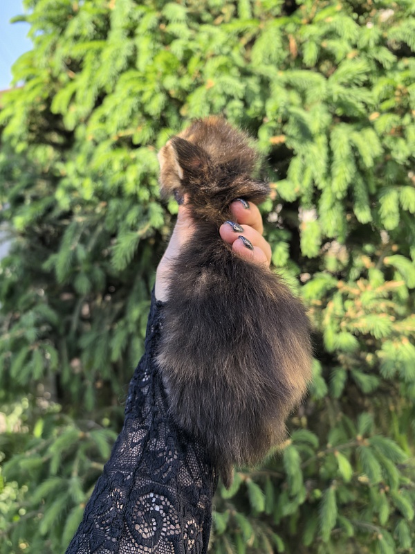 Kukla Julie Akbars - Kitten maine-coon 1.5 week