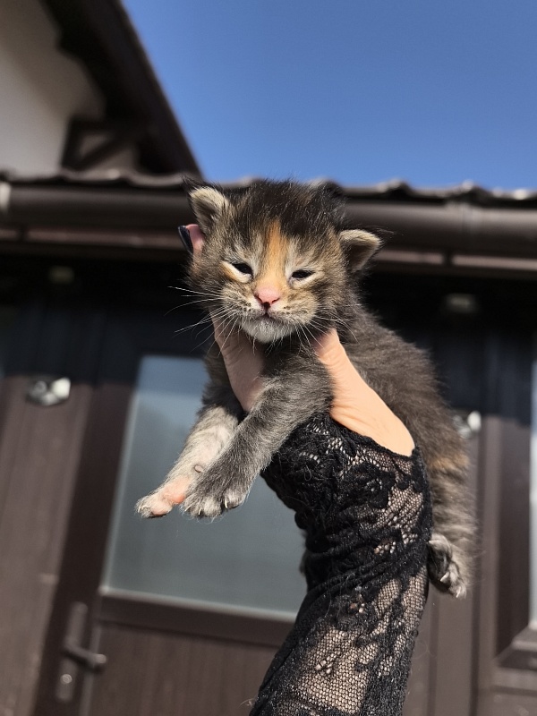 Kukla Julie Akbars - Kitten maine-coon 1.5 week
