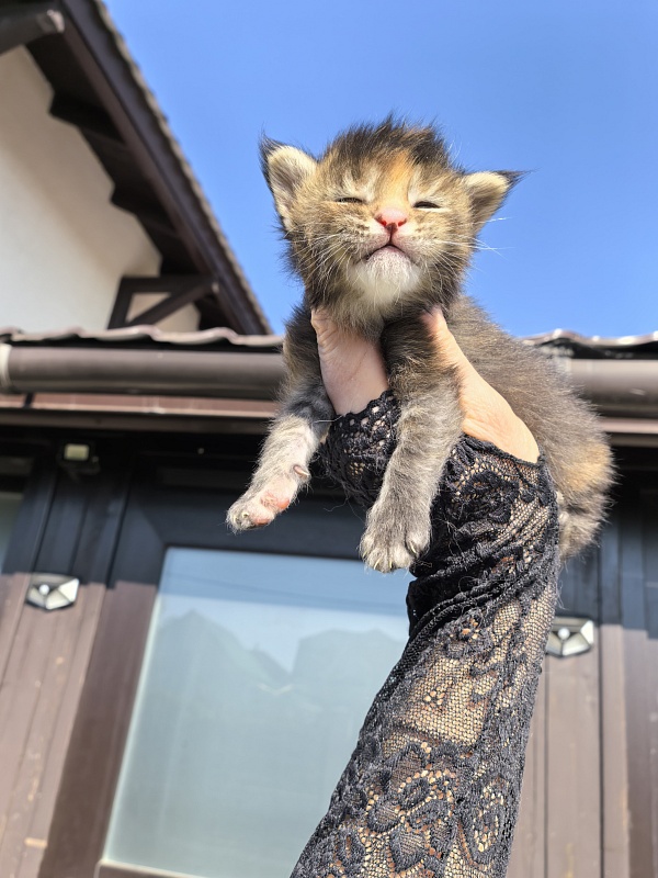 Kukla Julie Akbars - Kitten maine-coon 1.5 week