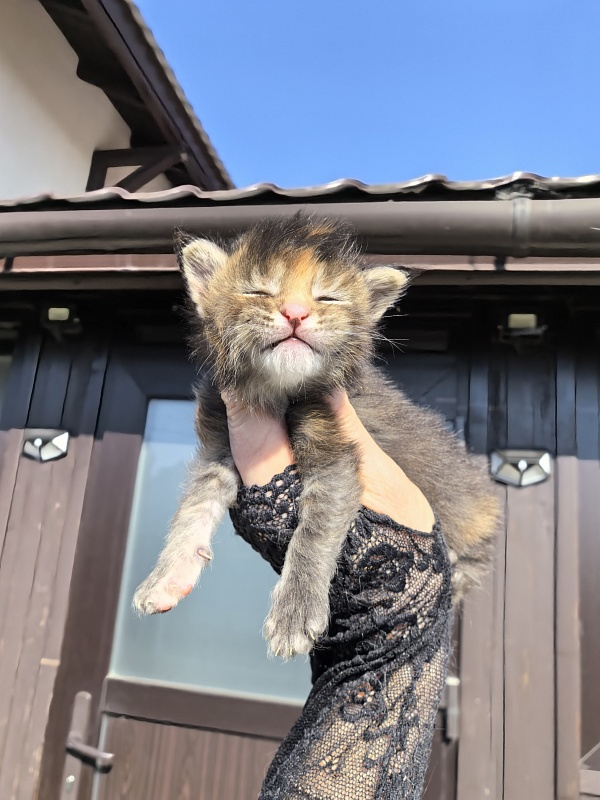Kukla Julie Akbars - Kitten maine-coon 1.5 week