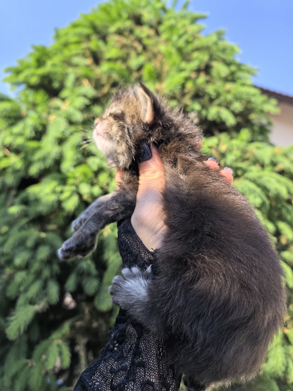 Kalina Akbars - Kitten maine-coon 1.5 week