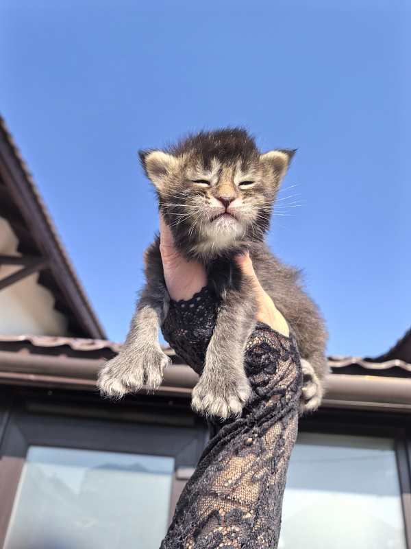 Kalina Akbars - Kitten maine-coon 1.5 week