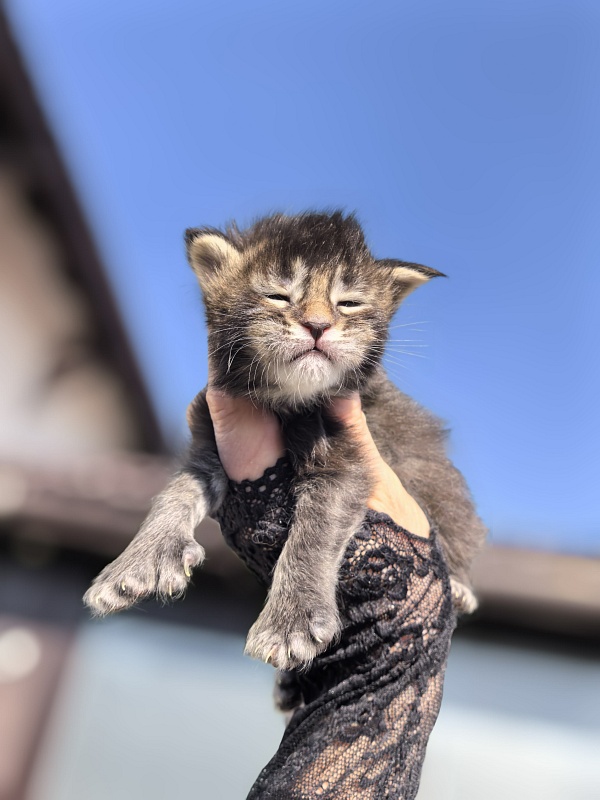 Kalina Akbars - Kitten maine-coon 1.5 week